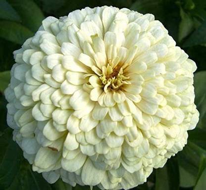 CYBEXIS VVI-72 - White Zinnia Flower - (90 Seeds) Seed