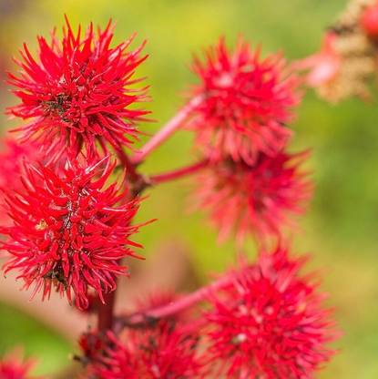 Pbevergreen castor bean beautiful flower hybrid seeds 1-packet Seed
