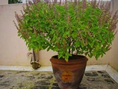 SHYAM Pooja Special Verity "Shyam Tulsi Krishna Tulsi" Plant Seed