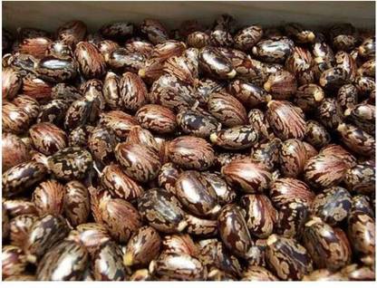 Ravel Castor seeds,Rincinus communis,amudamu and erandela seeds Seed