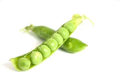 ActrovaX Sugar Snap Peas [500 Seeds] Seed