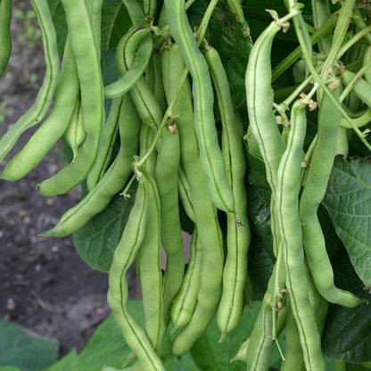 Avysa French Bean Seed