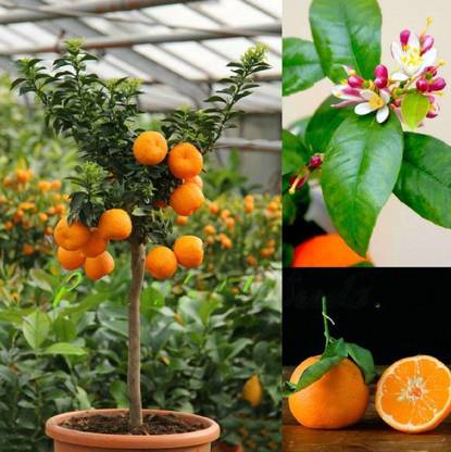 M-Tech Gardens Rare Hybrid Orange " Rangpur Lime " Exotic 10 Seed