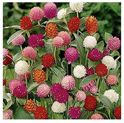 KANAYA Gomphrena Choice Mix Flower Seed