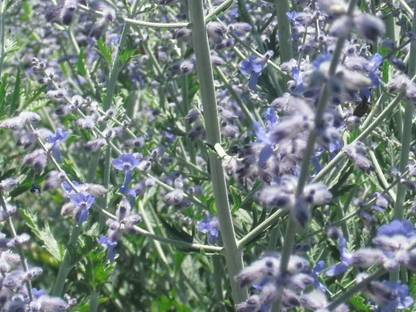 Qualtivate XXX-4A Russian Sage Seeds Seed