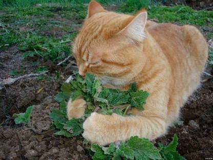 VibeX HUA-31 - Catnip Mint - (1500 Seeds) Seed