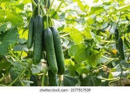 seedkart Cucumber/Keera Seed