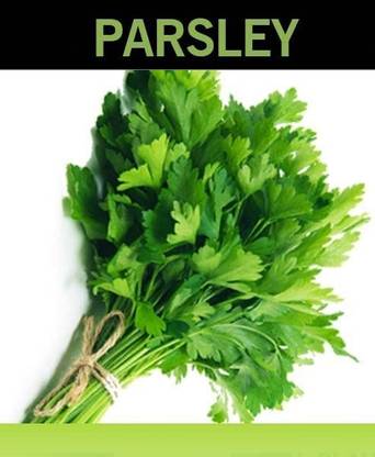 CYBEXIS PUAS-26 - Italian Flat Parsley - (750 Seeds) Seed