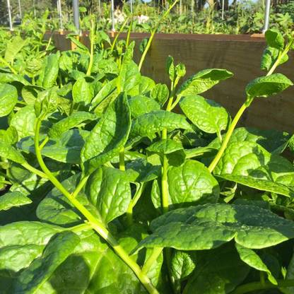 CYBEXIS ATS-50 - Malabar Spinach - (250 Seeds) Seed