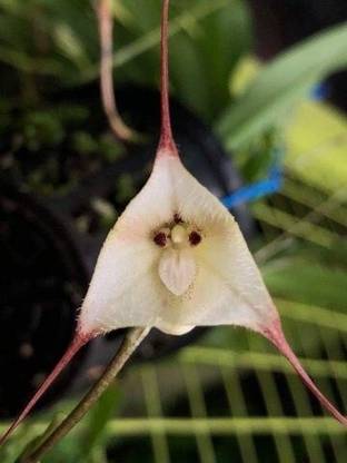 Pbevergreen dracula simia Seed