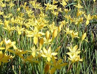 VibeX KGF -3 - Yellow Rain Lily - (60 Seeds) Seed