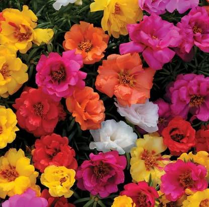AGRYSO Happy Hour Mix Portulaca Seed