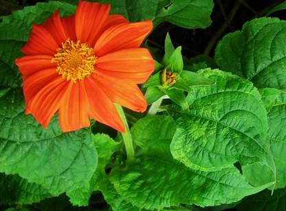 madrid Tithonia, Red Torch (Mexican Sunflower) Seed