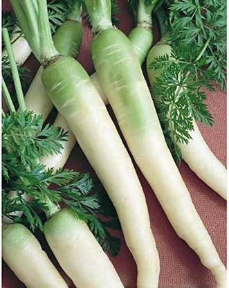 VibeX PAU-45 - LUNAR WHITE CARROT - (2250 Seeds) Seed