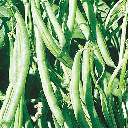Aywal Green French Bean Seed