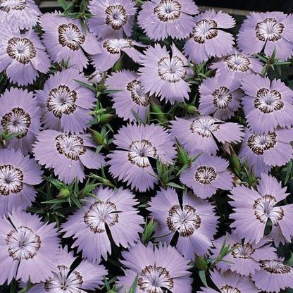 CYBEXIS Dianthus amurensis Seeds 'Siberian Blues' Carnations, Pinks, Hardy Perennial Seed