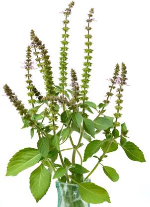 Mozette Organic tulsi herb Seed
