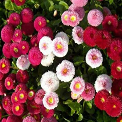 Nodoc Daisy mix flower Seed