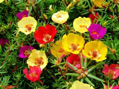 CEZIUS Non-GMO Moss Rose Single Mix Seeds | Portulaca Grandiflora Seed