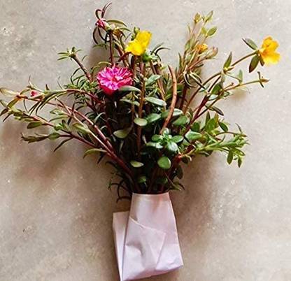Lorvox 7 'o Clock Flower Seed
