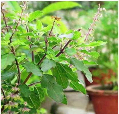 SEEDSART Tulsi Seeds " High Germination Seeds" Fast -Growth /90 Seeds / L206 Seed