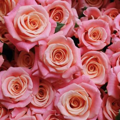 WILLVINE Miss Piggy Rose Seed
