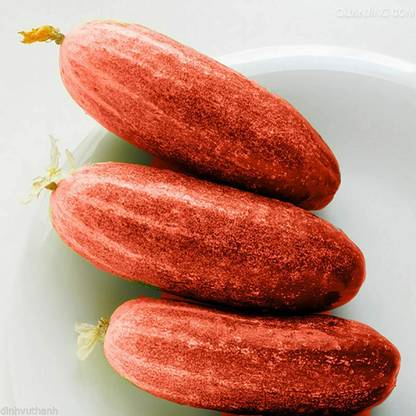 CYBEXIS Cucumis Fruit Vegetable - Red Cucumber Seeds-250 Seeds Seed