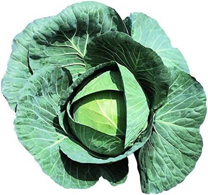 WILLVINE PAU -VII Cabbage Bravo F1 Seeds [5g] Seed