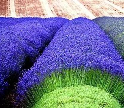 VibeX ® XLR-357 Lavender Munstead seeds Seed