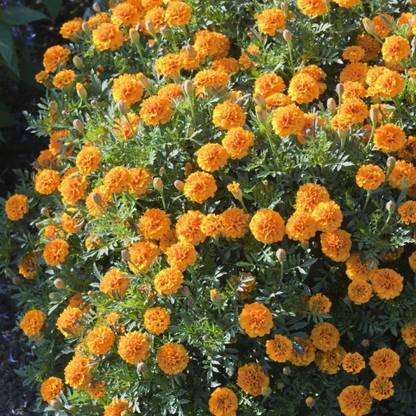 Mansa Genda, Marigold, Chenna Mallige, Zendu, Sanarei, Jhenduphool, Gondephool Seed