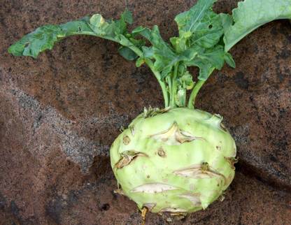 KANAYA Knol Khol Seed