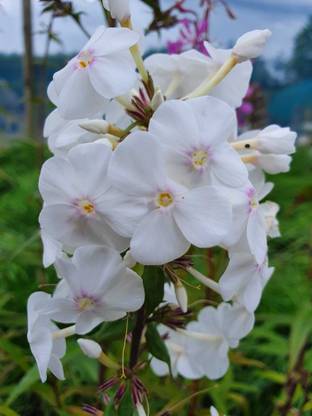 CEZIUS Phlox maculata ‘Delta’ White Seed