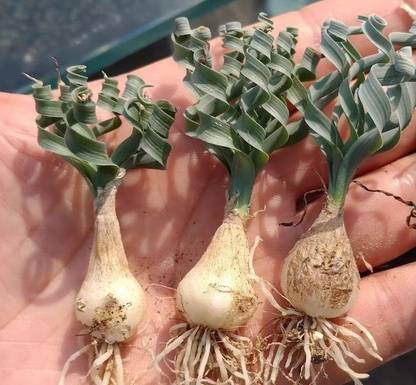 Srushtitraders Rare Caudex Succulent, Ornithogalum Concodianum,Albuca Concordiana Seed