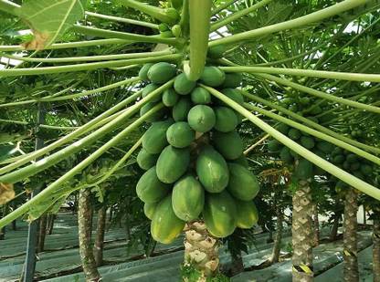 BDSresolve Sweet papaya seeds for planting/papaya seeds 88 Seed