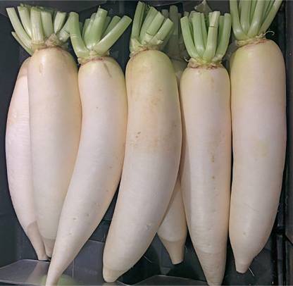 CHILLATAI Mullangi / Muli / Radish Vegetable Seed