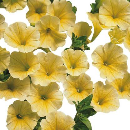 CYBEXIS Yellow Petunia Hybrid Seeds Seed