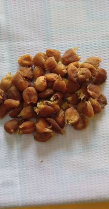 Mahuaa Flawar mahuaa Seed