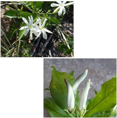 ASPEN Combo Jasmine And Nithya Malli Live Plants | Not a Seed
