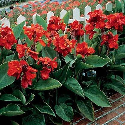 DIVINE ™YY-5 RED Canna Lily Flower Seeds-LL-115 Seed