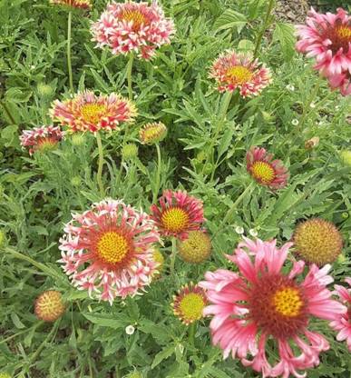 Quentova Organic Lorenziana Gaillardia Seed