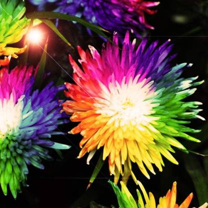 CYBEXIS VXI-2 - Rainbow Chrysanthemum Flower Ornamental - (30 Seeds) Seed