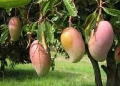 jayanth Kalapadi Mango Seed