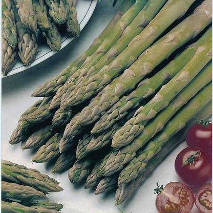 KNESSiN Asparagus Connover Colossal Seed