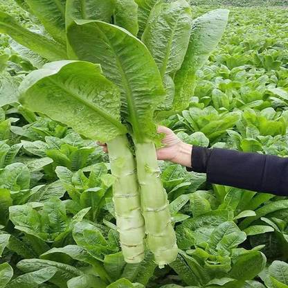 VibeX ® XXL-823 Asparagus Lettuce or Big Stem Lettuce Seed