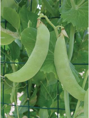 Fnine (मटर के बीज) (Matar) Peas Seeds Seed