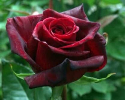 greenfarm NXC- Rose Flower Seeds/ Gulab Seeds/ Best Quality,130 X Seeds,UTK164 Seed