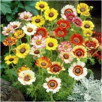 Aywal Rainbow Chrysanthemum Flower Seed