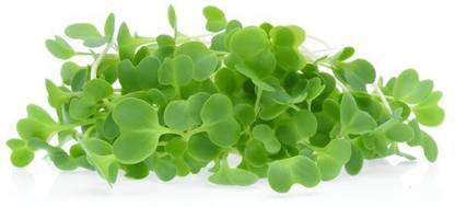 CYBEXIS CABBAGE MICROGREEN SEEDS-100 Seeds Seed