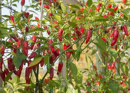 greenfarm XZCI- Chilli Seeds / Mirchi Seeds Organic , imported 450 X seeds ,zx67 Seed