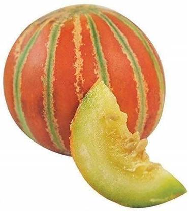 CYBEXIS XLR-91 - Pusa Rasraj Kharbuj / Musk Melon - (1350 Seeds) Seed